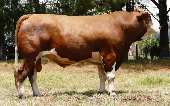 doble-proposito-simmental