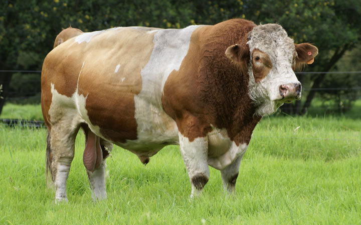 doble-proposito-simmental