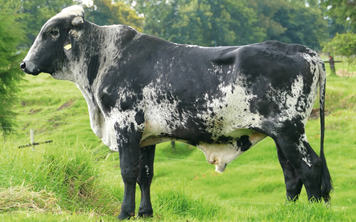 toros-leche-gyr-meteoro