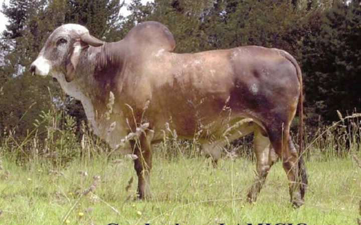 toros-leche-gyr-lamicio