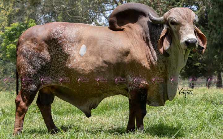 toros-leche-gyr-barry