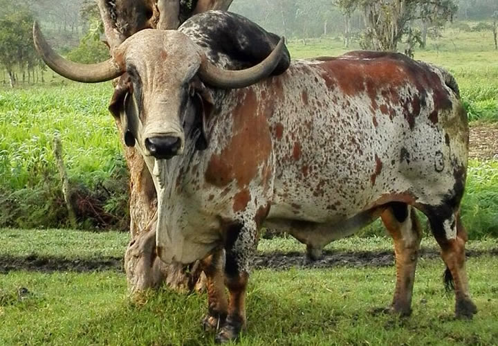 toros-leche-gyr-benito