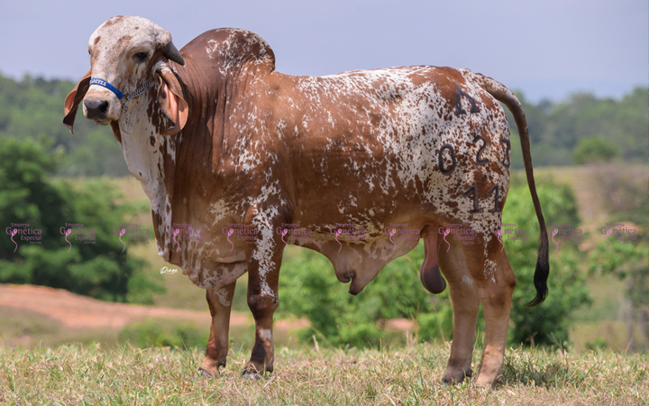 toros-leche-gyr-bradley