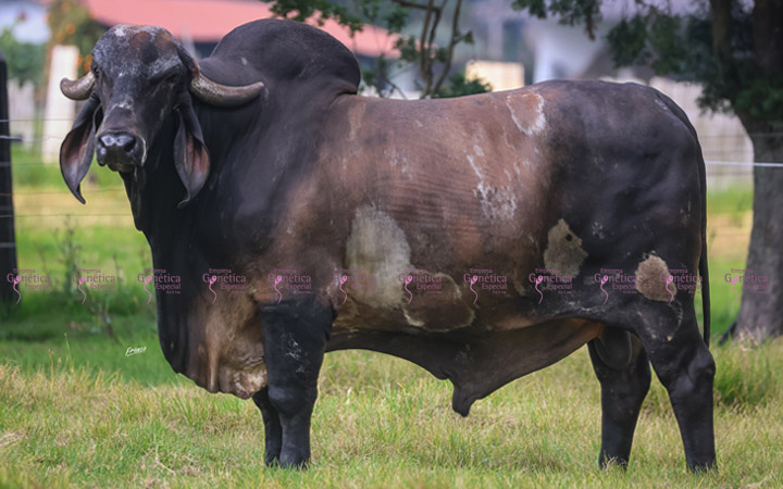 toros-leche-gyr-faraon