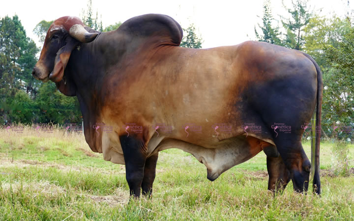 toros-leche-gyr-farias