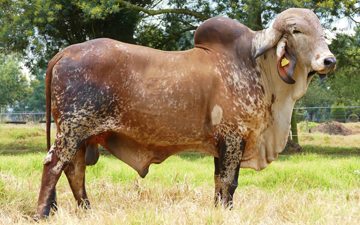 toros-leche-gyr-hublot