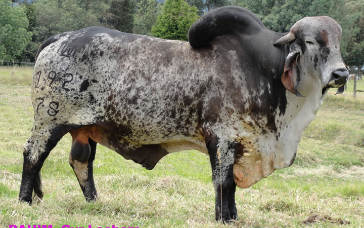 toros-leche-gyr-rahim