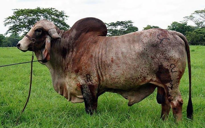 toros-leche-gyr-ritmo