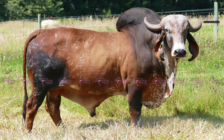 toros-leche-gyr-naranjal