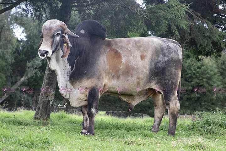 toros-leche-gyr-edeb