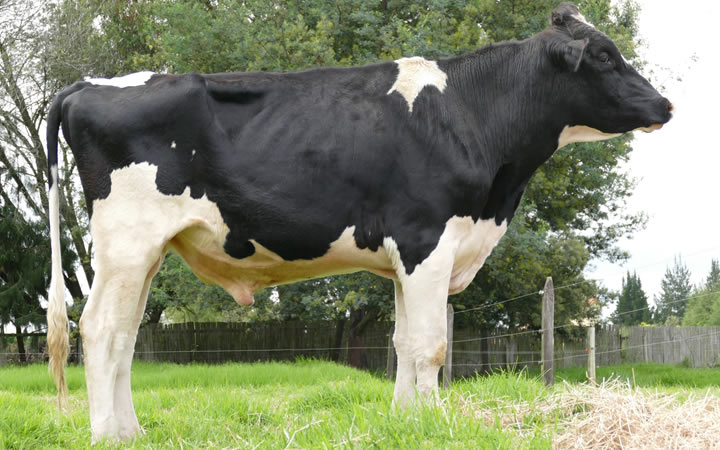 toros-leche-holstein-negro-paco