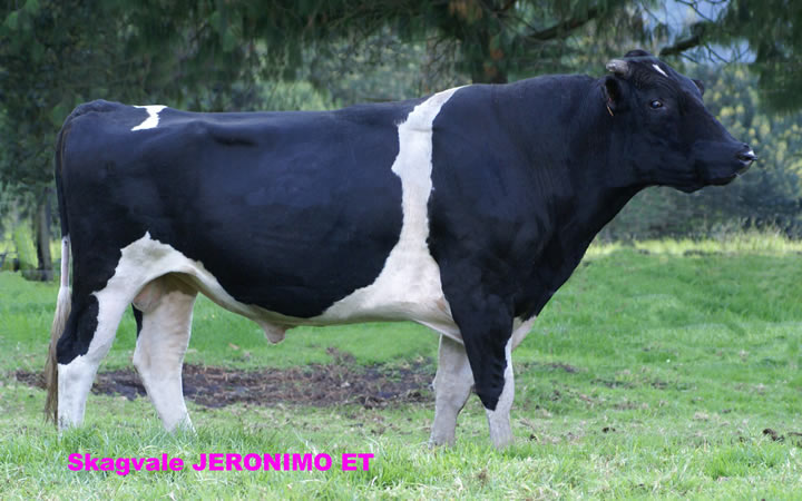 toros-leche-holstein-negro-jeronimo