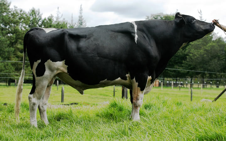 toros-leche-holstein-negro-juno