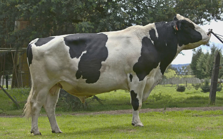 toros-leche-holstein-negro-prometeo