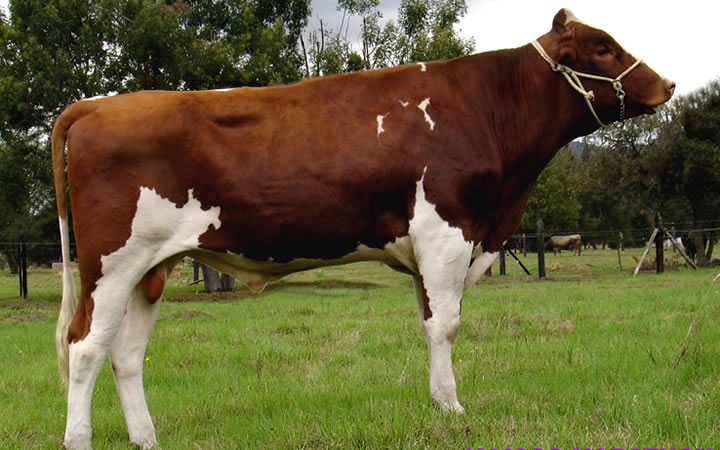 toros-leche-holstein-rojo-jalisco