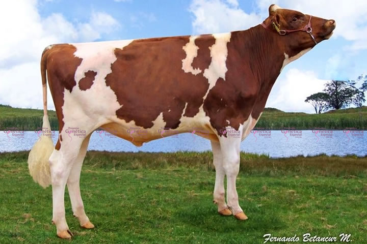 toros-leche-holstein-rojo-Jockey