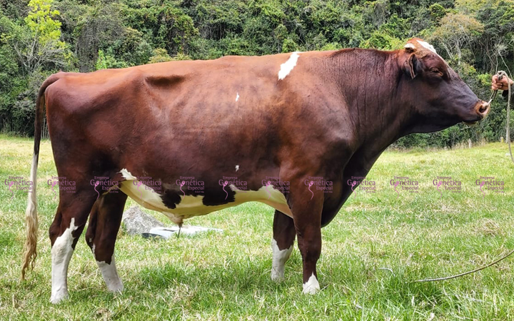 toros-leche-holstein-rojo-khalifa
