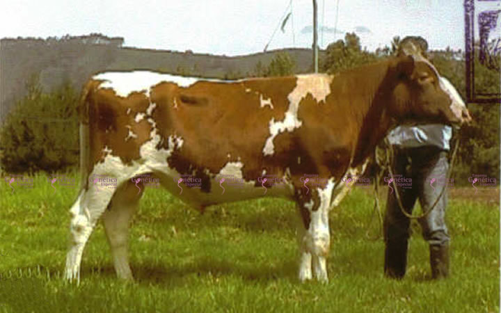 toros-leche-holstein-rojo