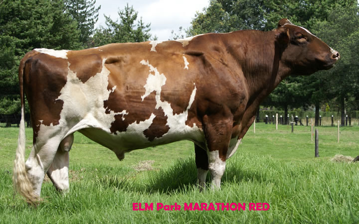 toros-leche-holstein-rojo-marathon