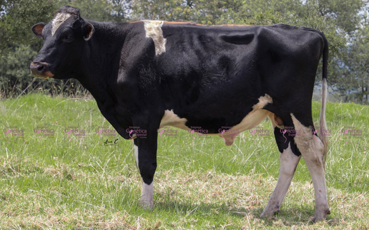 toros-leche-holstein-rojo-piloto