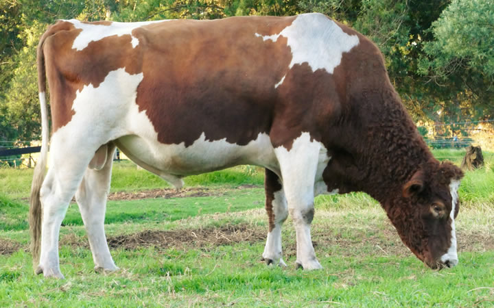 toros-leche-holstein-rojo-viti