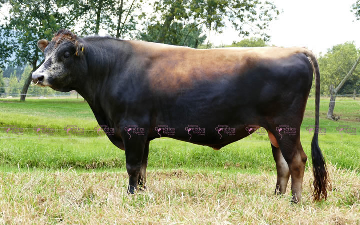 toros-leche-jersey-barrabas