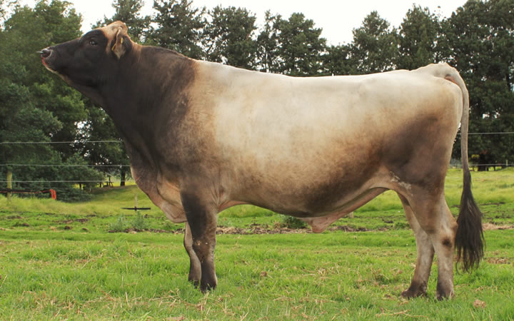 toros-leche-jersey-becco