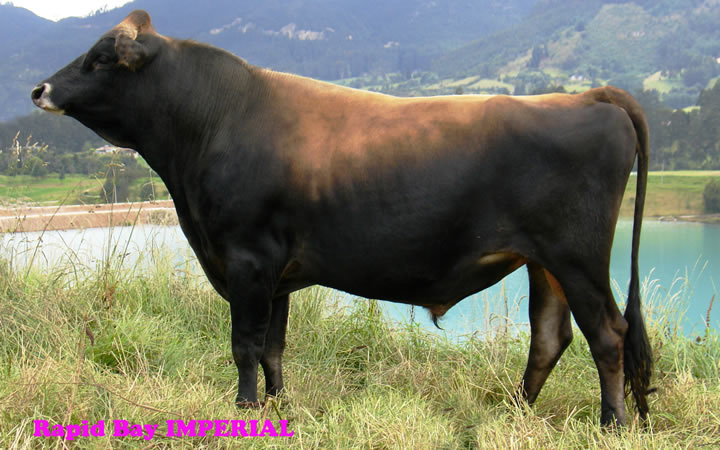 toros-leche-jersey-imperial