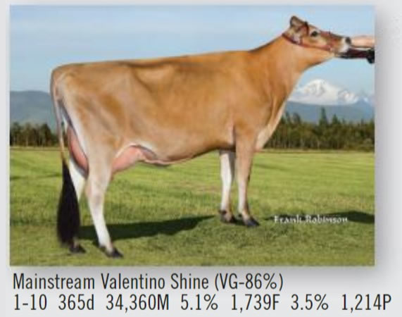 toros-leche-jersey-USA