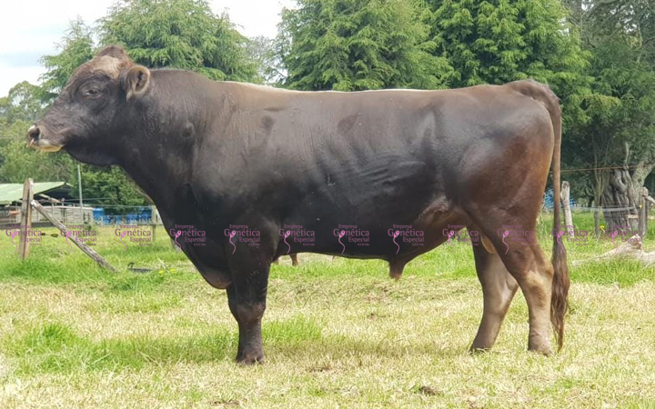 toros-leche-pardo-suizo-candence