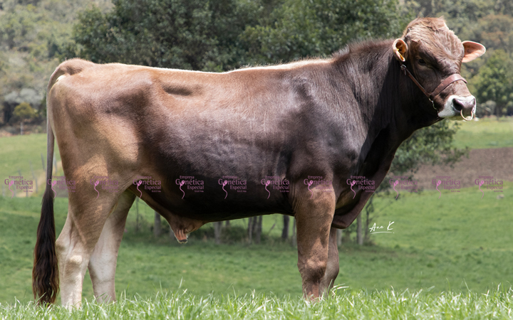 toros-leche-pardo-suizo-ramazzotti