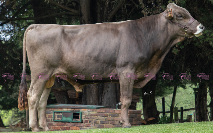 toros-leche-pardo-suizo-sonny