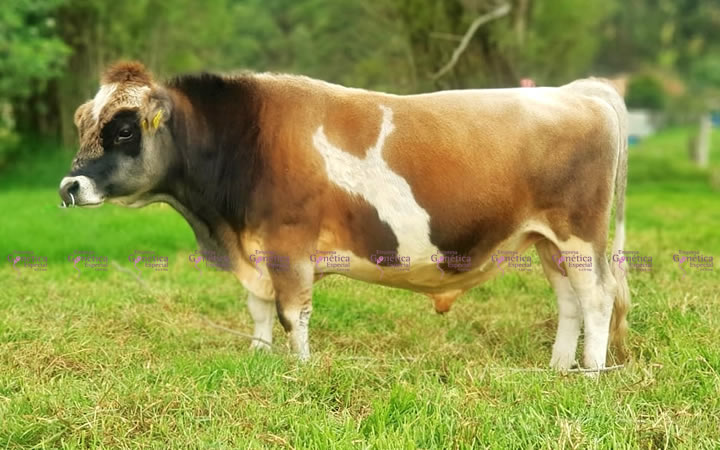 toros-leche-patiano-bocadillo