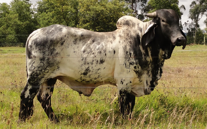 toros-leche-sardo-galardon