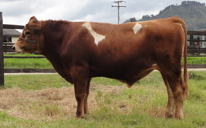 toros-leche-jersey-simmental