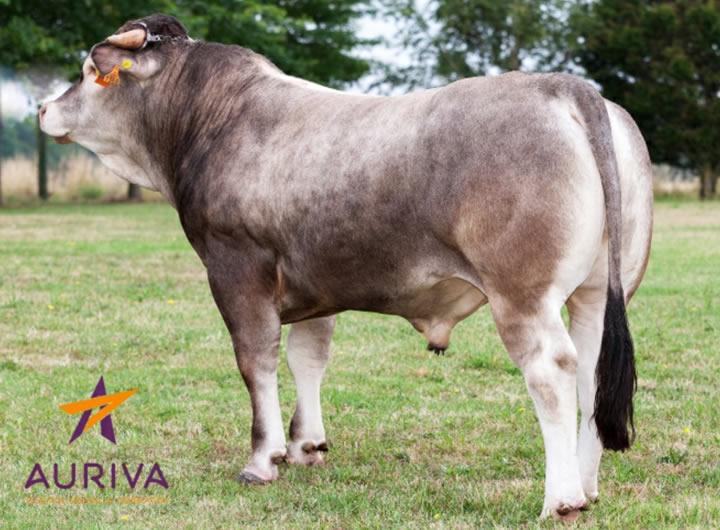 toros-carne-Bazadaise