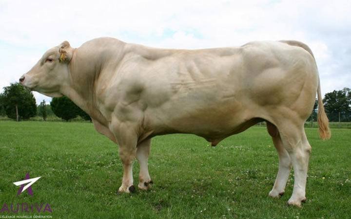 toros-carne-Blonde-D`Aquitaine