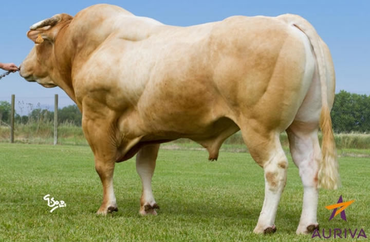 toros-carne-Blonde-D`Aquitaine