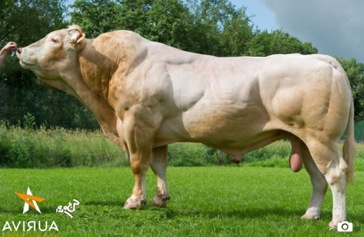 toros-carne-Blonde-D`Aquitaine