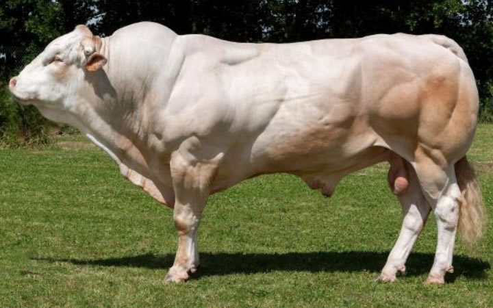 toros-carne-Blonde-D`Aquitaine