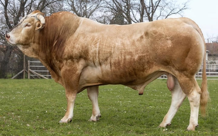 toros-carne-Blonde-D`Aquitaine