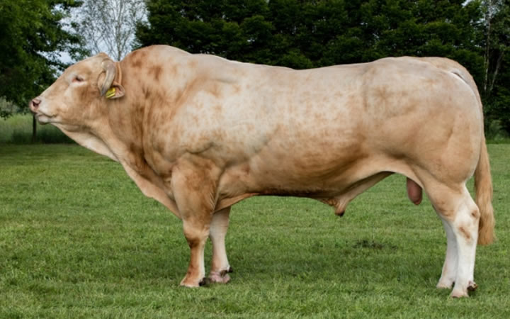 toros-carne-Blonde-D`Aquitaine