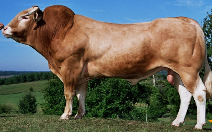 toros-carne-Blonde-D`Aquitaine