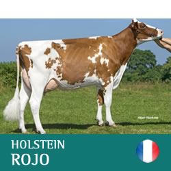 synetics-pardo-suizo