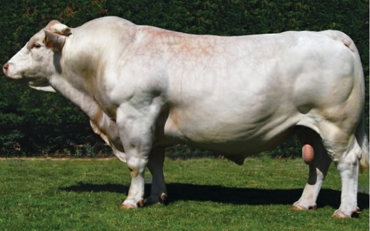 toros-carne-charolais