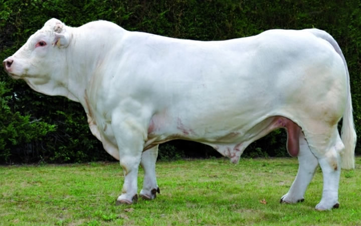 toros-carne-charolais