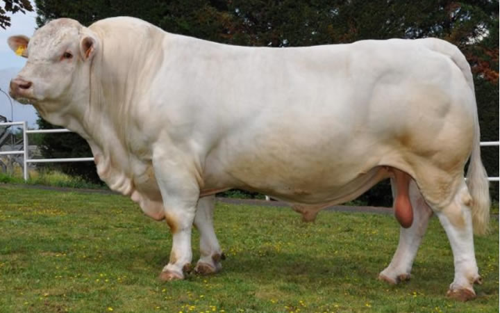 toros-carne-charolais