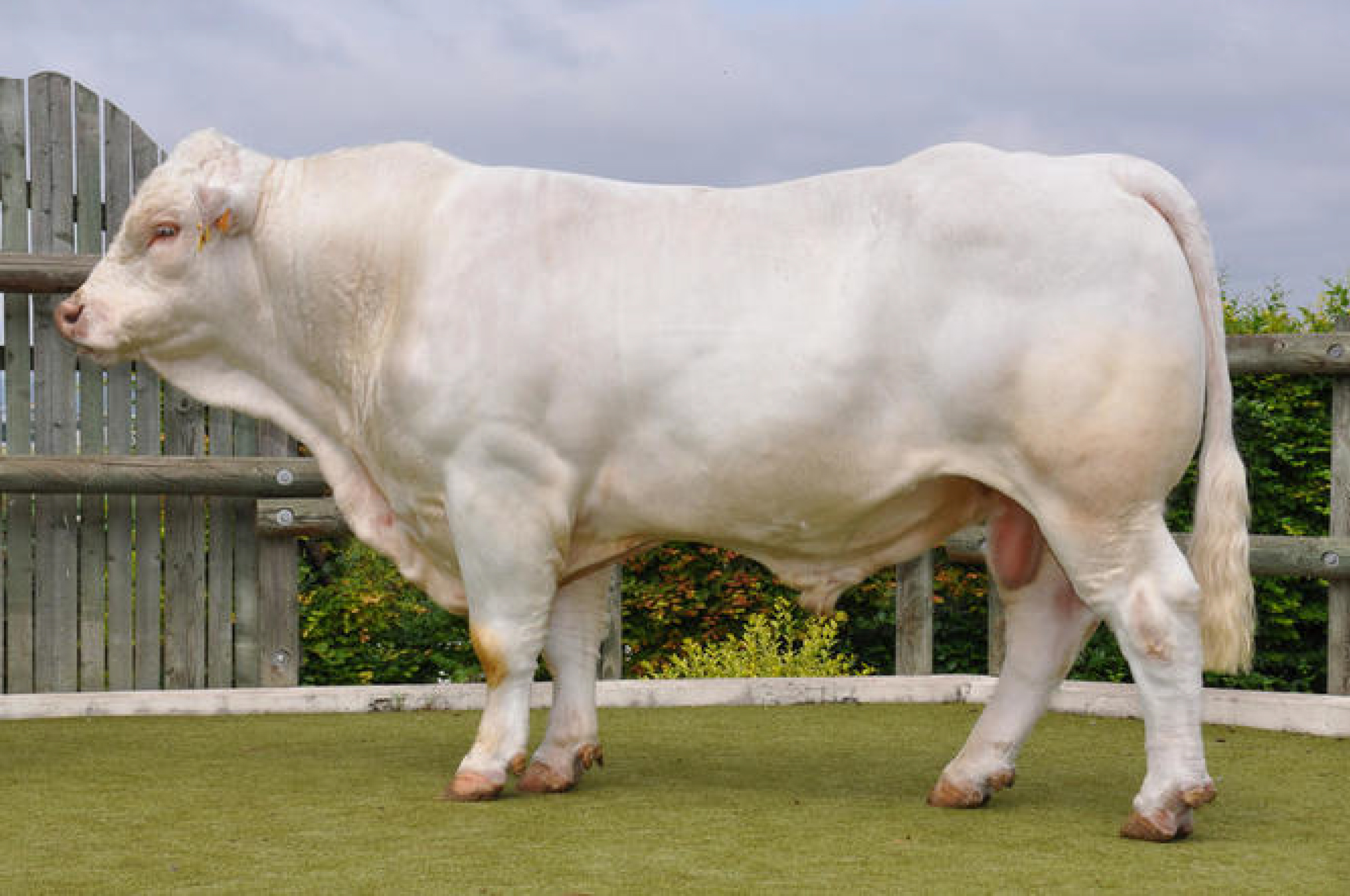 toros-carne-charolais