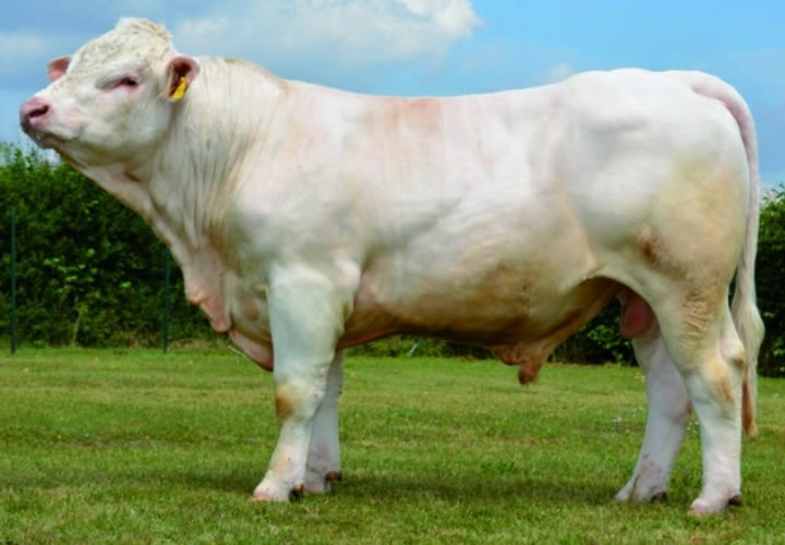 toros-carne-charolais