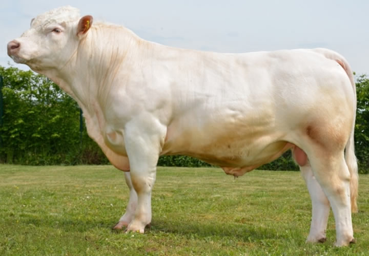 toros-carne-charolais